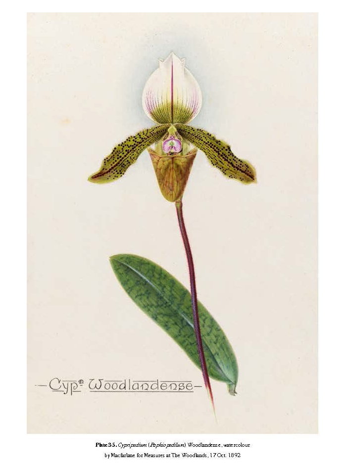 Orchids - A History Through Botanical Illustration - Book